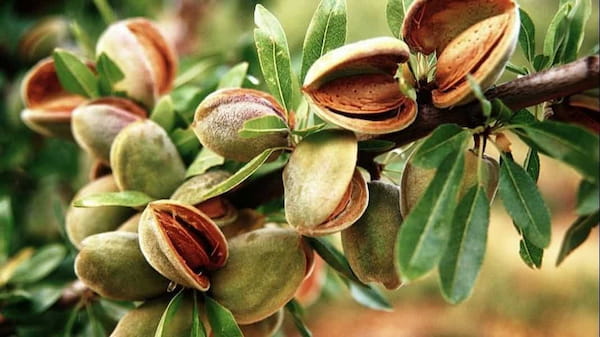 قیمت خرید بادام مامایی نجف آباد عمده به صرفه و ارزان